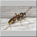 Amblyteles armatorius - Schlupfwespe w01b 14mm - Brocken-Gipfel-1142m-Harz ca-2000 Stueck-fdet02.jpg